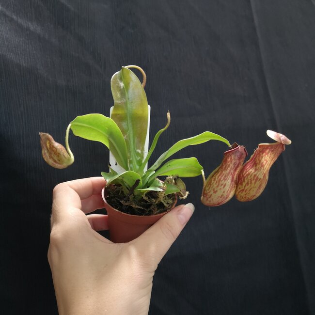 2" Carnivorous Pitcher Plant assorted