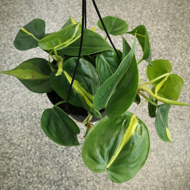 Philodendron Lemon Stripe Hanging Basket 6"