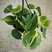 Philodendron Lemon Stripe Hanging Basket 6"