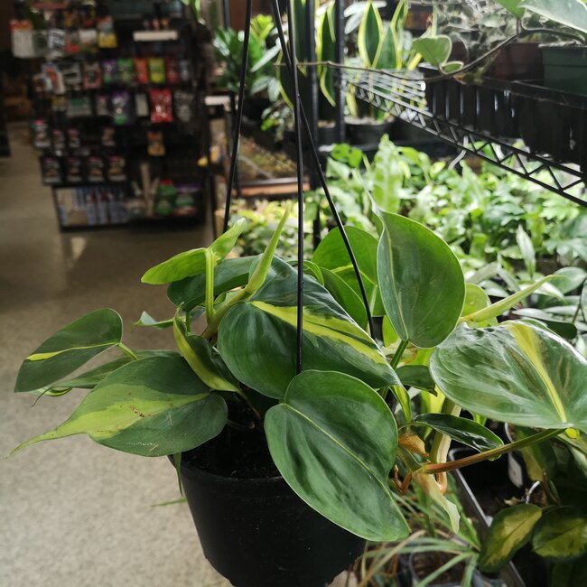 Philodendron Lemon Stripe Hanging Basket 6"