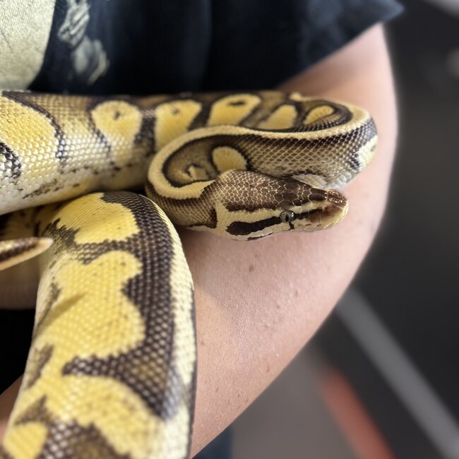 Ball Python 'Toast' SP