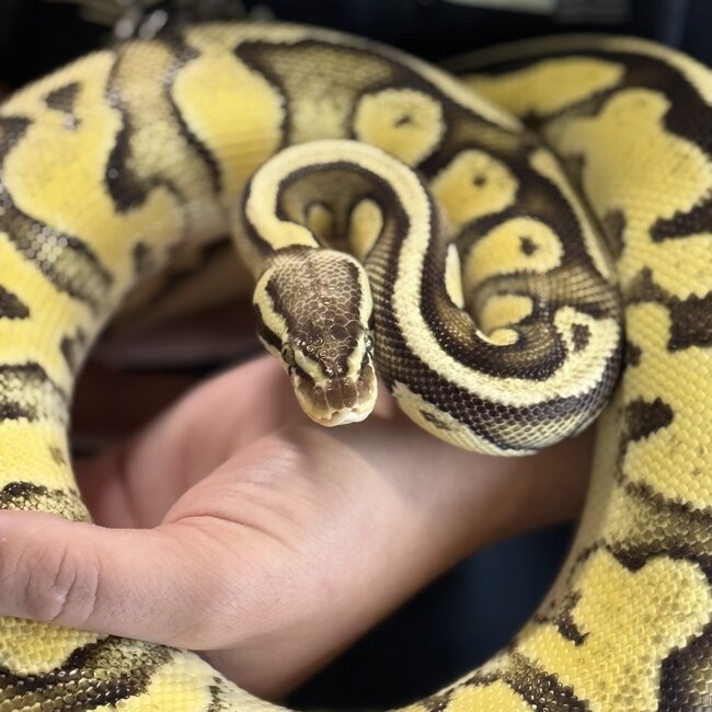 Ball Python 'Toast' SP