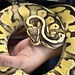 Ball Python 'Toast' SP