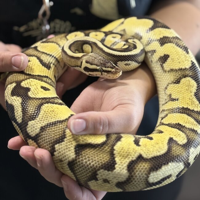 Ball Python 'Toast' SP