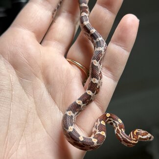 Normal Corn Snake Female B8-24-25