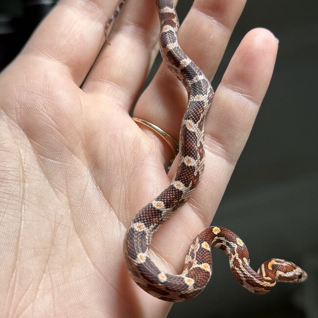 Normal Corn Snake Female B8-24-25