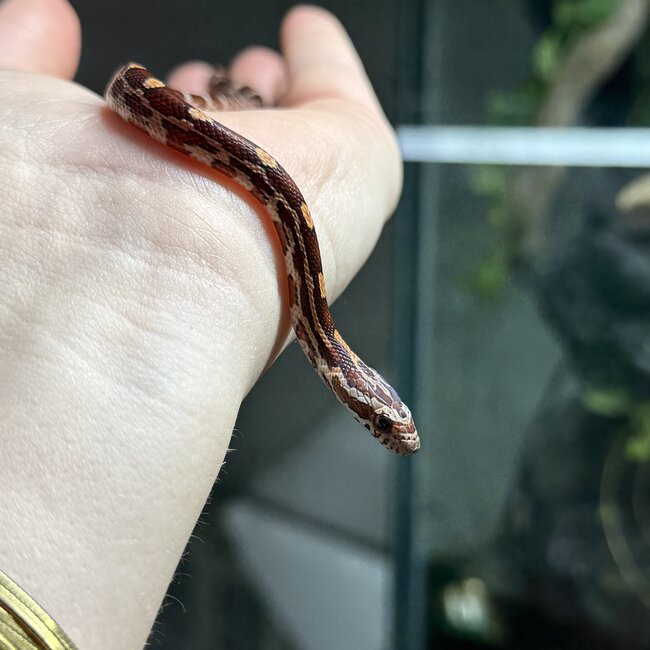 Normal Corn Snake Female B8-24-25
