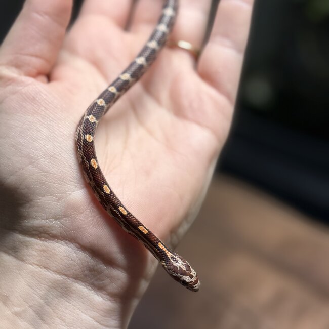 Normal Corn Snake Female B8-24-25