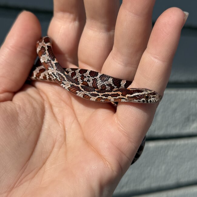 Normal Corn Snake Female C8-24-25