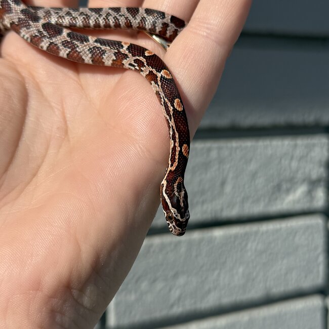 Normal Corn Snake Female C8-24-25