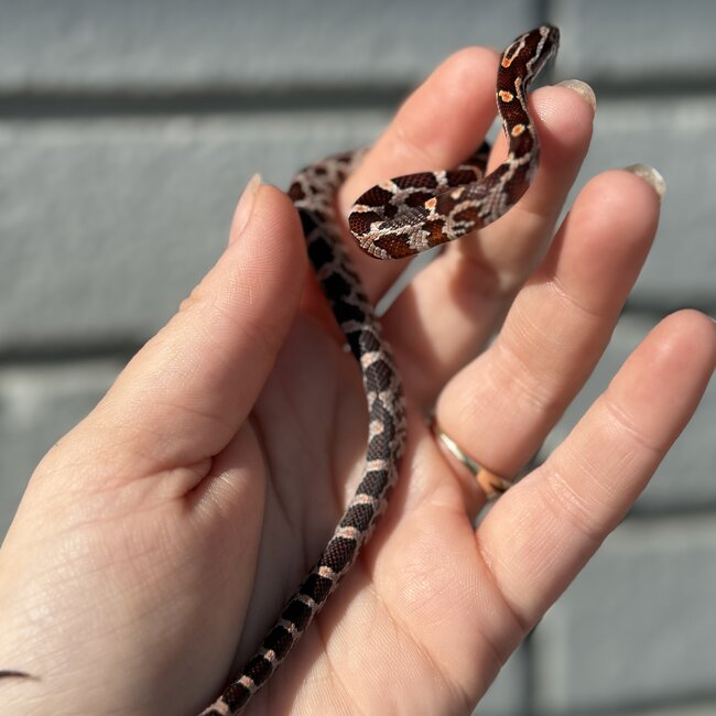 Normal Corn Snake Female C8-24-25