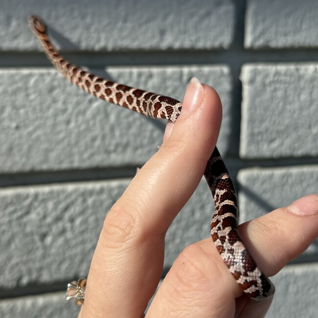Normal Corn Snake Female C8-24-25