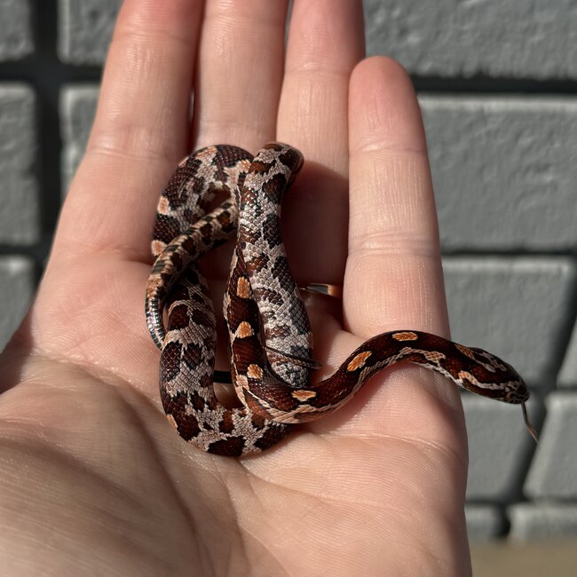 Normal Corn Snake Female D8-24-25