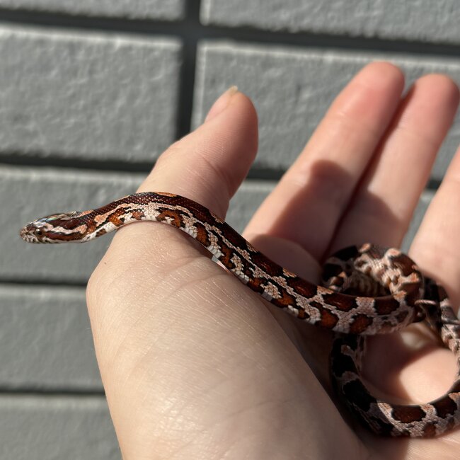 Normal Corn Snake Female D8-24-25