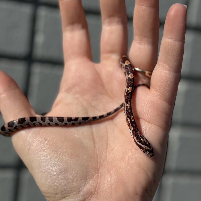 Normal Corn Snake Female D8-24-25