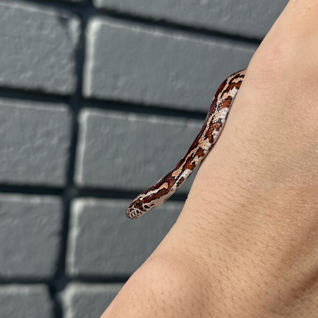 Normal Corn Snake Female D8-24-25