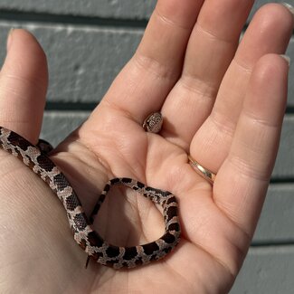 Normal Corn Snake Female D8-24-25