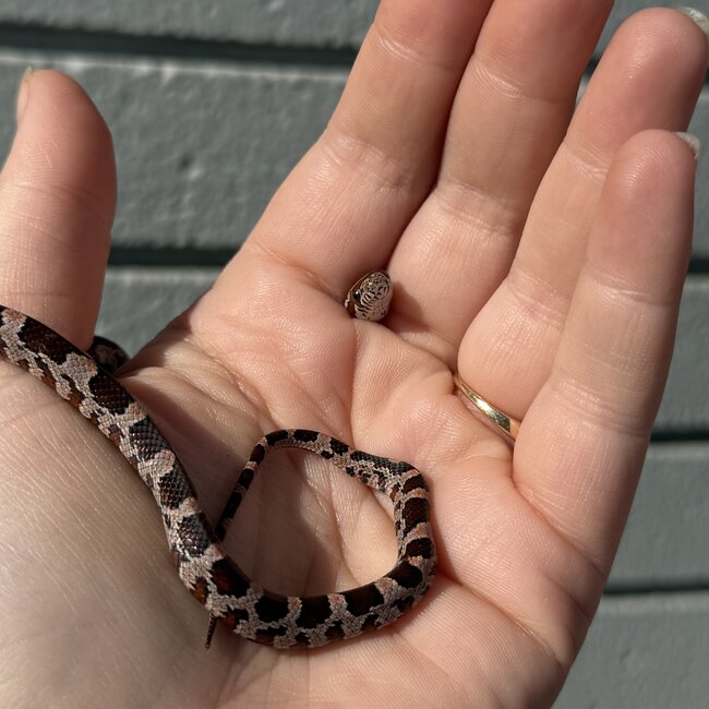 Normal Corn Snake Female D8-24-25