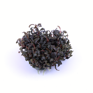 Tropica Bucephalandra 'Kedagang' 1-2-Grow!