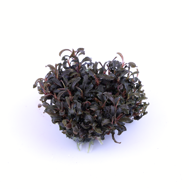 Tropica Bucephalandra 'Kedagang' 1-2-Grow!