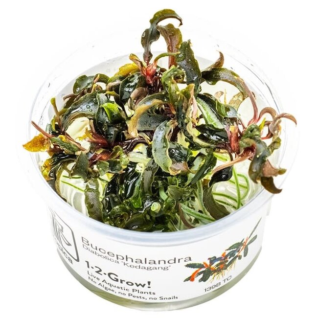 Tropica Bucephalandra 'Kedagang' 1-2-Grow!