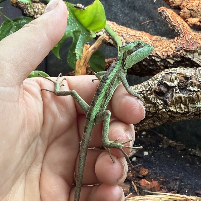 Eastern casquehead iguana, Laemanctus longipes CB