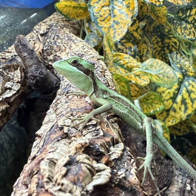 Eastern casquehead iguana, Laemanctus longipes CB