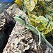 Eastern casquehead iguana, Laemanctus longipes CB