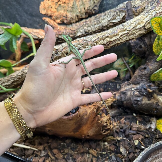 Eastern casquehead iguana, Laemanctus longipes CB