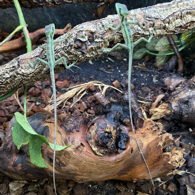 Eastern casquehead iguana, Laemanctus longipes CB