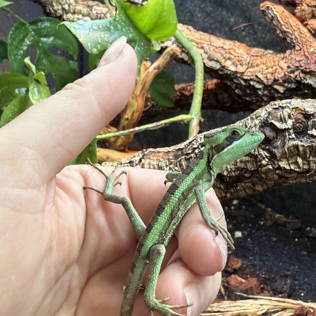 Eastern casquehead iguana, Laemanctus longipes CB