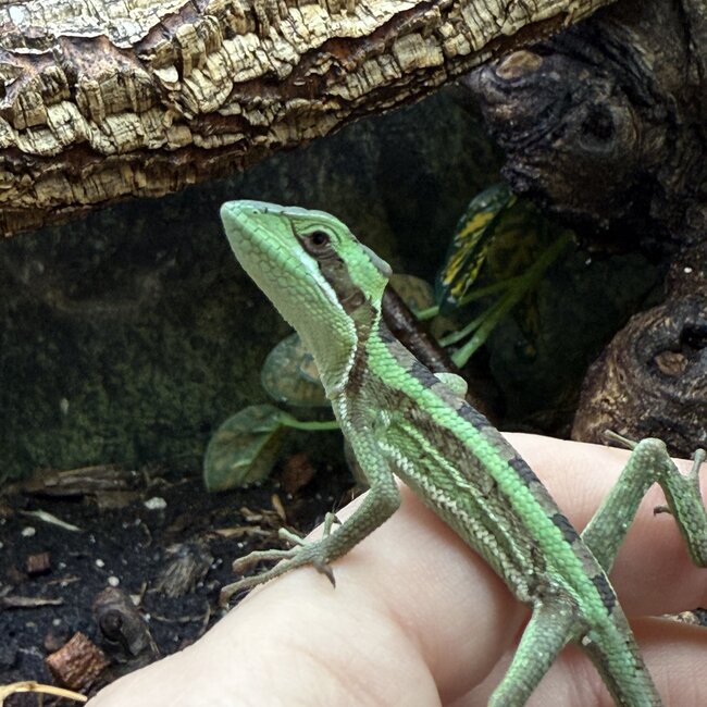Eastern casquehead iguana, Laemanctus longipes CB
