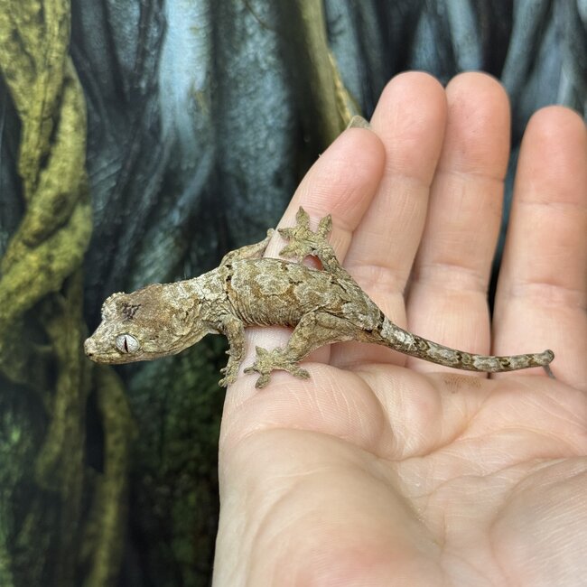 Pine Island Mossy Chahoua Gecko, Mniarogekko chahoua