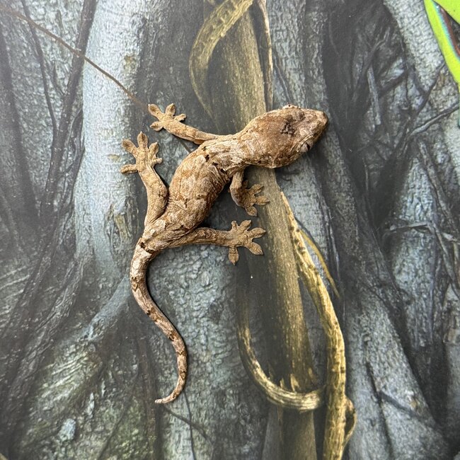 Pine Island Mossy Chahoua Gecko, Mniarogekko chahoua