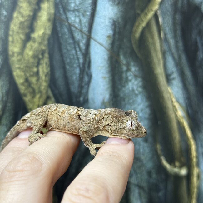 Pine Island Mossy Chahoua Gecko, Mniarogekko chahoua