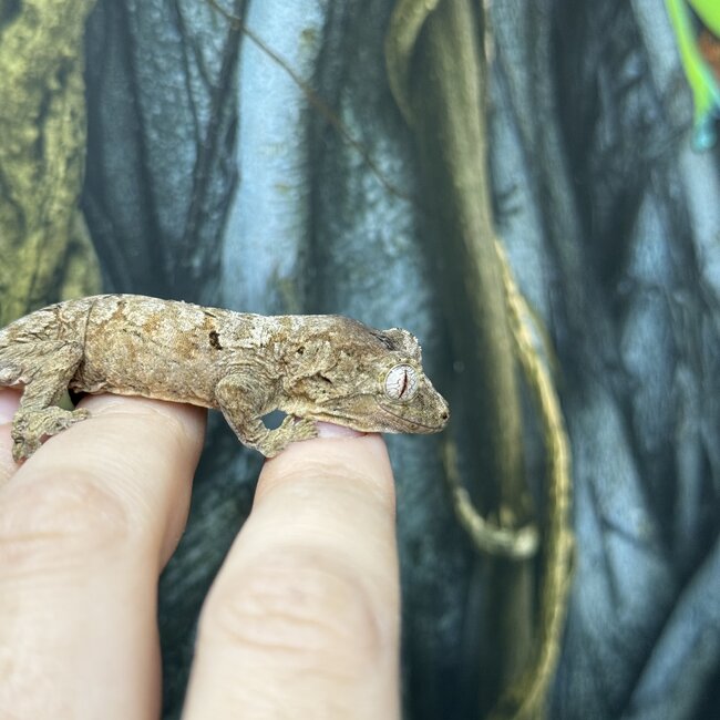 Pine Island Mossy Chahoua Gecko, Mniarogekko chahoua