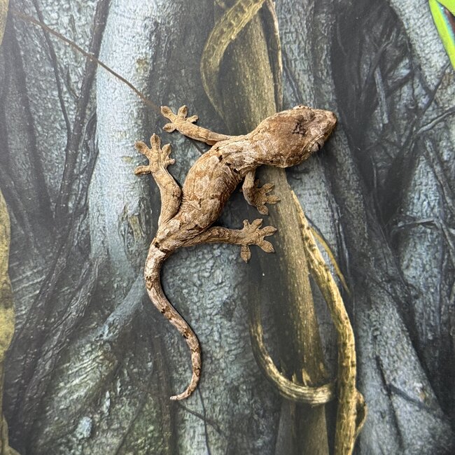 Pine Island Mossy Chahoua Gecko, Mniarogekko chahoua