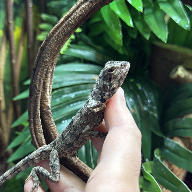 Australian Frilled Dragon, Chlamydosaurus kingii