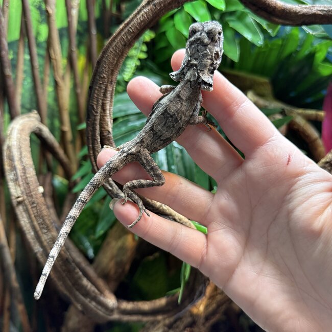 Australian Frilled Dragon, Chlamydosaurus kingii