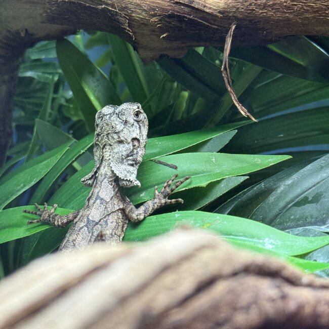 Australian Frilled Dragon, Chlamydosaurus kingii