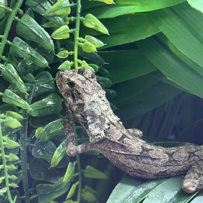 Australian Frilled Dragon, Chlamydosaurus kingii