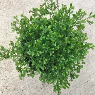 Selaginella kraussiana - Green Spikemoss 4"