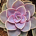 Echeveria Pearle Metalica 4"