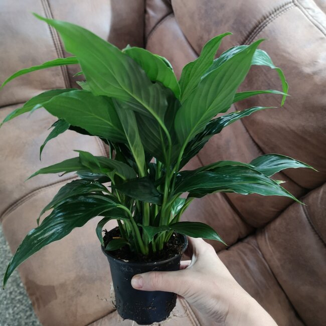 Peace Lily, Spathiphyllum "Queenie" 4"