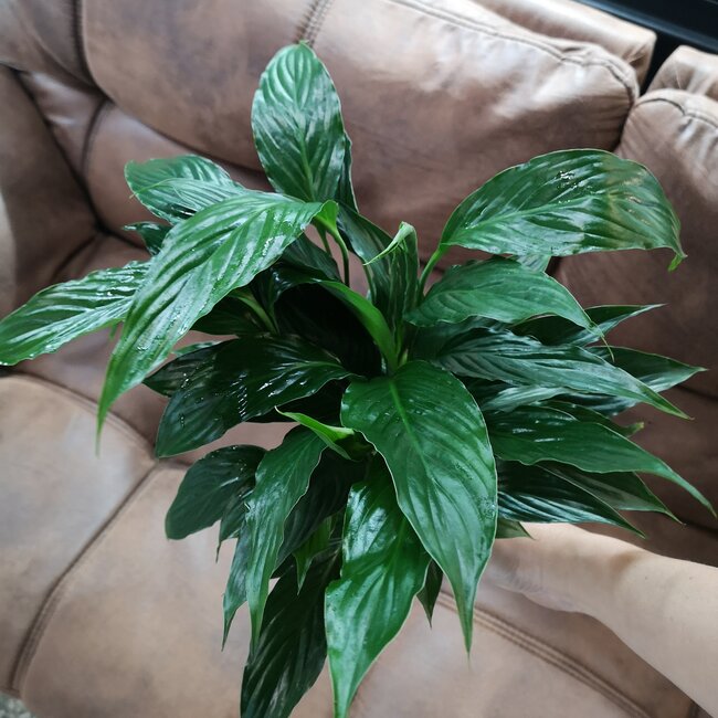 Peace Lily, Spathiphyllum "Queenie" 4"