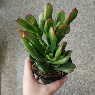 Crassula ovata 'Gollum Tricolor' 4"