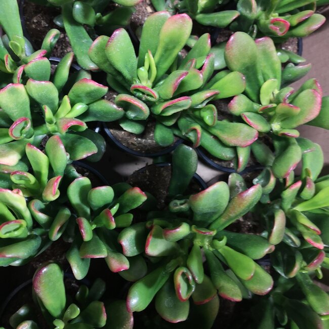 Crassula ovata 'Gollum Tricolor' 4"