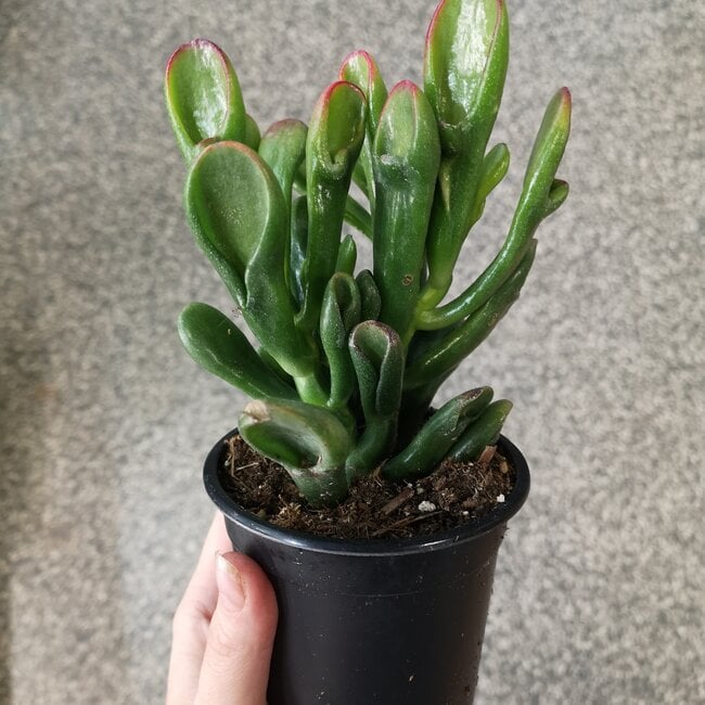 Crassula ovata 'Gollum Tricolor' 4"
