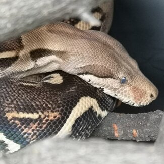 Boa Constrictor 'Rue' SP Female