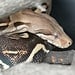 Boa Constrictor 'Rue' SP Female